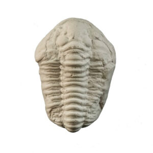 Magnet Trilobit