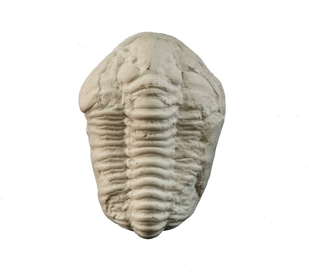 Magnet Trilobit
