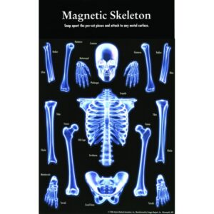 Magnetset Skelett